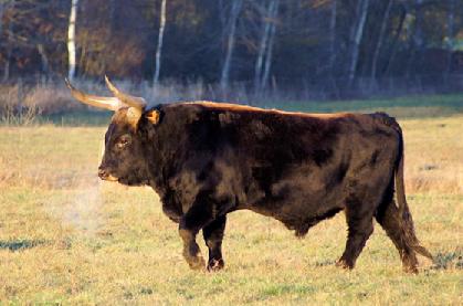 bos taurus primigenius